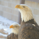 Two bald eagles in portrait. Kyla and Charlie are a rare nesting pair at the CPN Eagle Aviary.