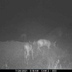 A black and white night time photograph shows three white tailed deer exploring a grassy area near the CPN Eagle Aviary.