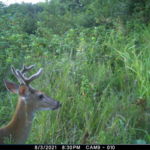A white tailed deer is shown from the neck up in the left hand corner of the picture, looking into the grassy area filling the rest of the frame.