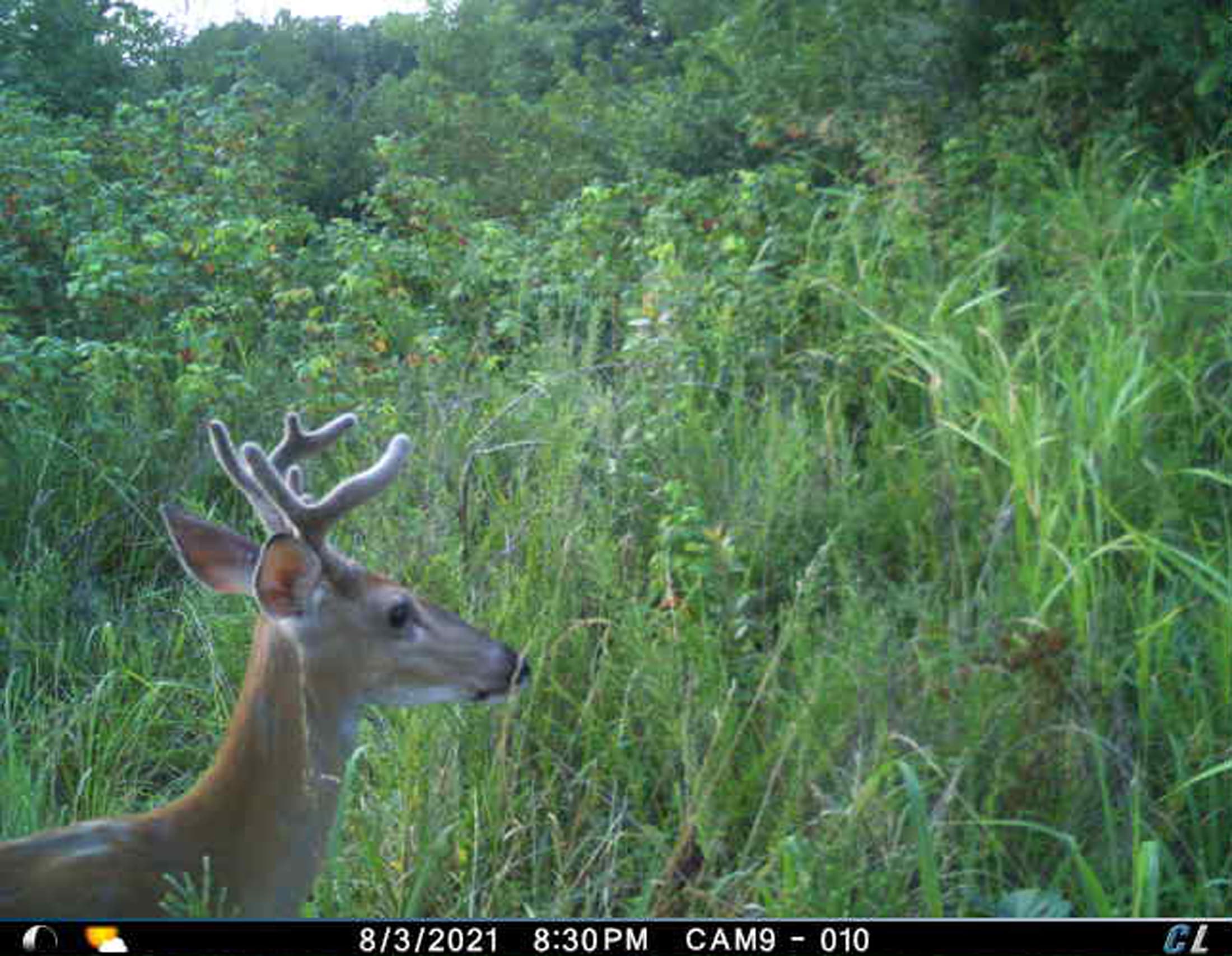 best way to view trail cam pics in the field