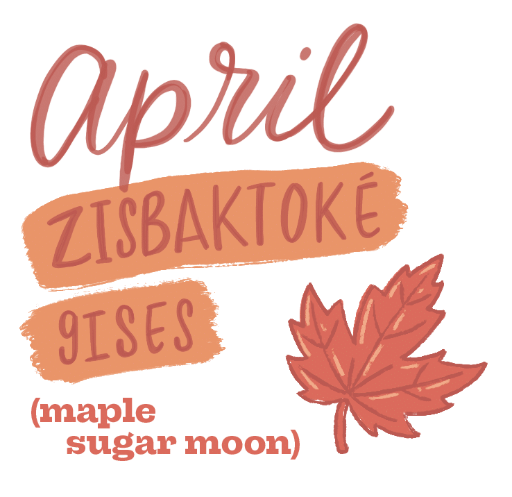 A burnt orange illustration of a maple leaf and text that reads "April: Zisbaktoke Gises (maple sugar moon)."