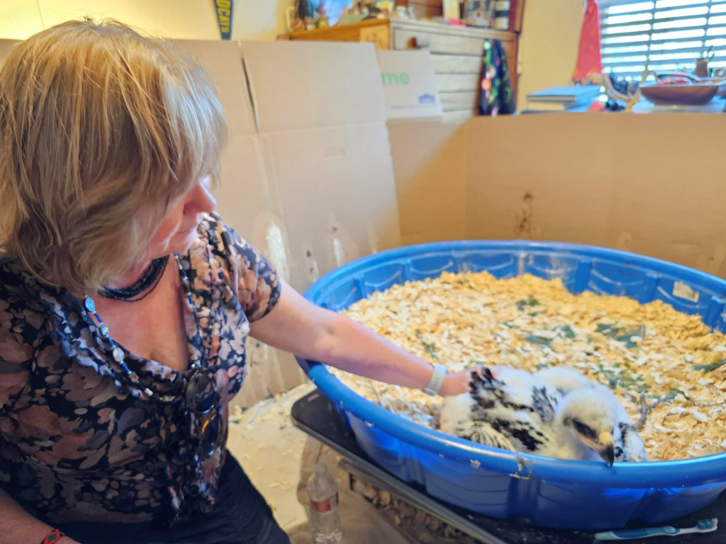 Eva Marie Carney, wearing a floral blouse, seated next to a blue kiddie pool filled with wood shavings where a baby golden eagle is sitting.