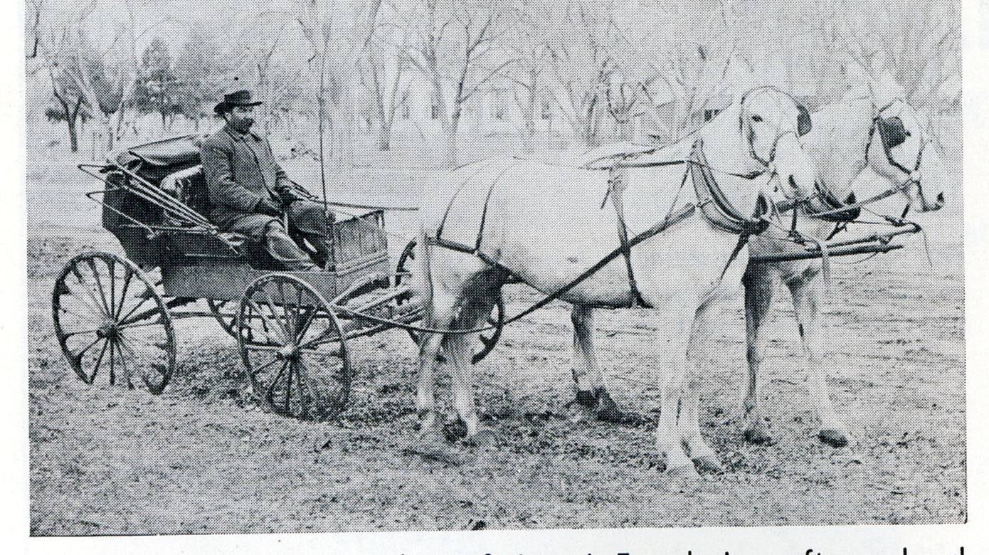 Black and white photo of a man in a carriage drawn by two white horses.