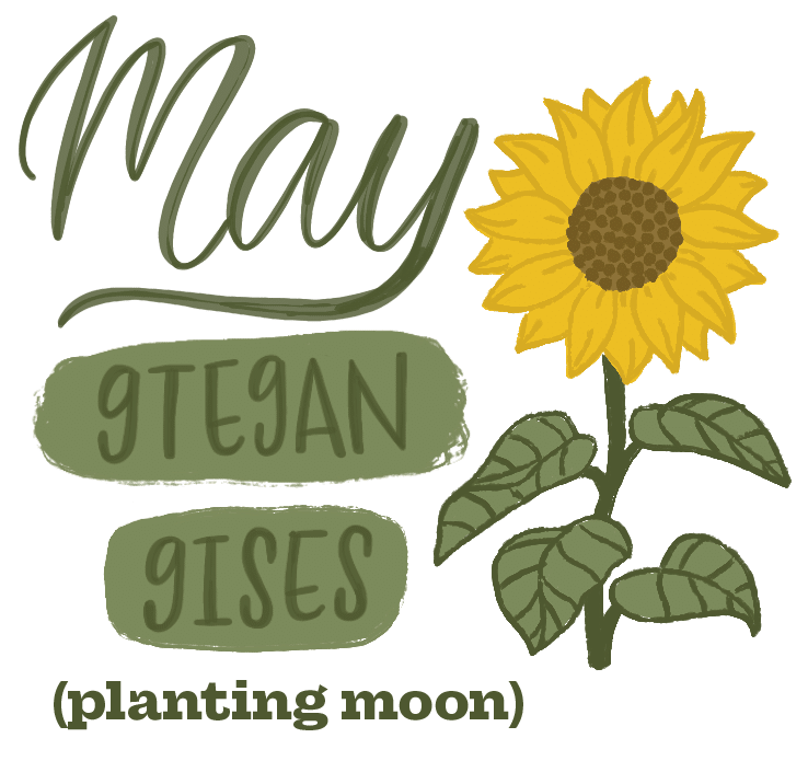 An illustration of a sunflower, with text in green that reads: "May: Gtegan Gises (planting moon)"