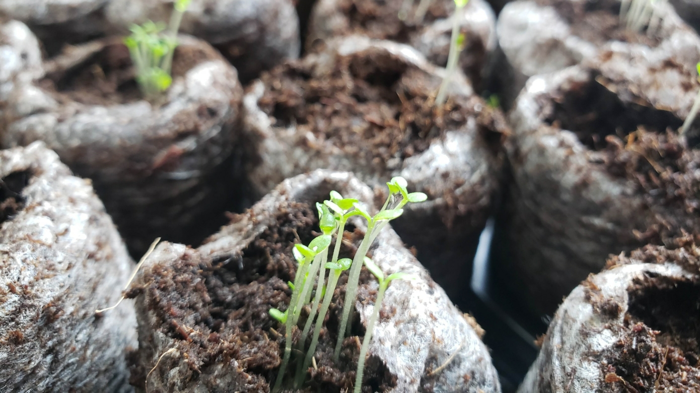 A close shot of tiny sema (tobacco) seedlings growing in peat pots.
