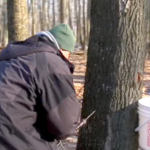 A person bundled in a black coat and green beanie taps a tree for sap.