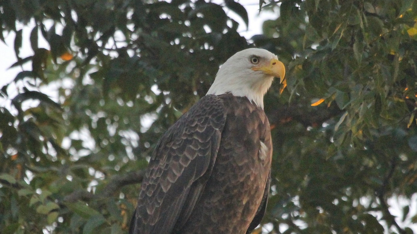 A bald eagle is seen from below, perched on a tree branch.