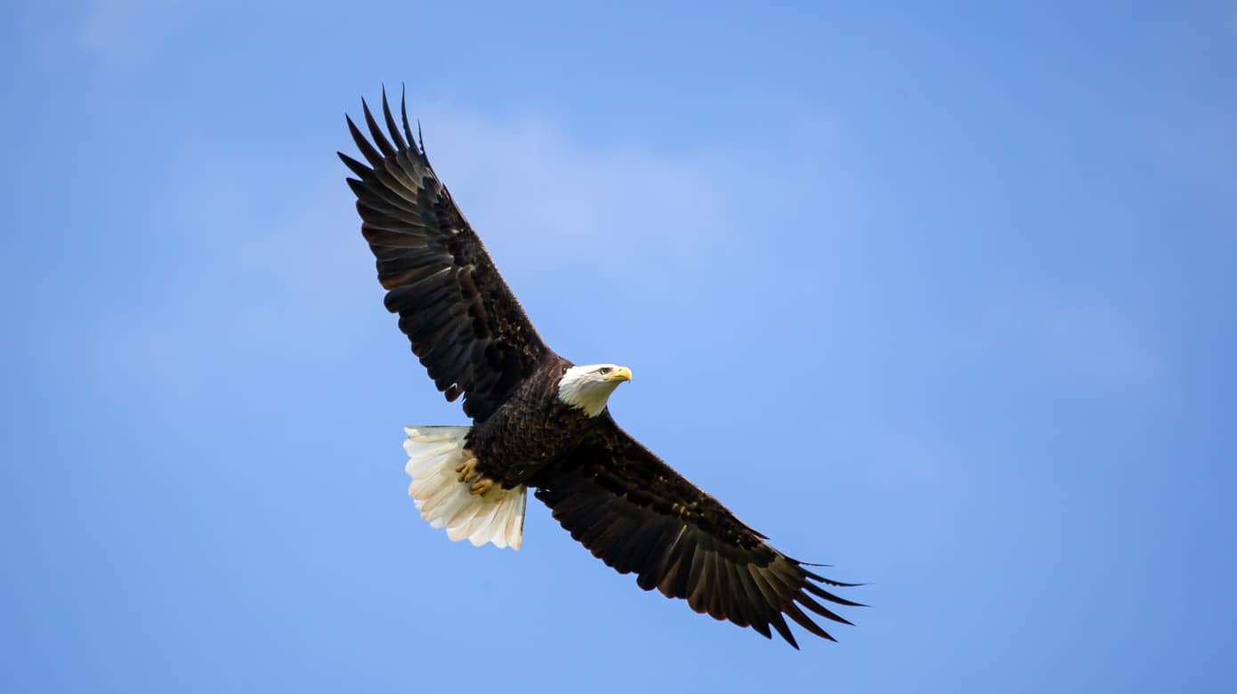 A single bald eagle soars through a nearly clear sky over the CPN Eagle Aviary.