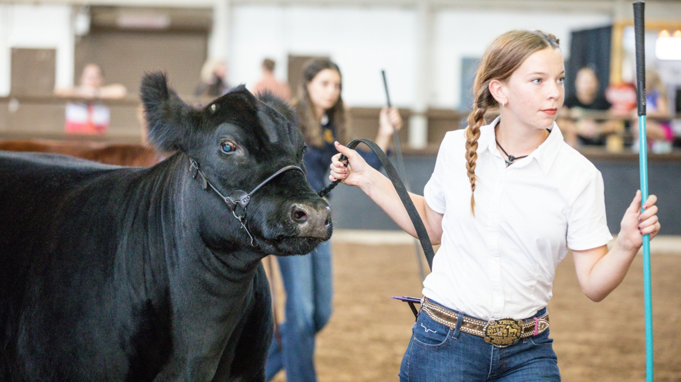Helen Spears in a white button down shirt and jeans leads her black calf, Fancy, around the ring during judging at the 2021 Oklahoma State Fair.