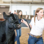 Helen Spears in a white button down shirt and jeans leads her black calf, Fancy, around the ring during judging at the 2021 Oklahoma State Fair.