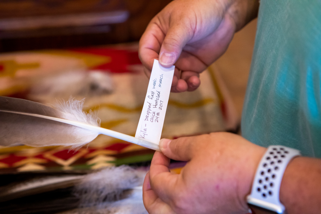 A close-up shot of Aviary Manager Jennifer Randell's hands holding an eagle feather. A tag on the feather reads: "Kyla - dropped first week chick hatched March 24th 2017."