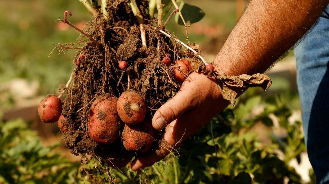 Close-up photo of a person's hands and arms holding freshly harvested potatoes.