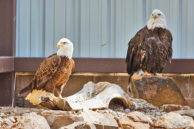 male-and-female-american-bald-eagles-similar-but-not-the-same