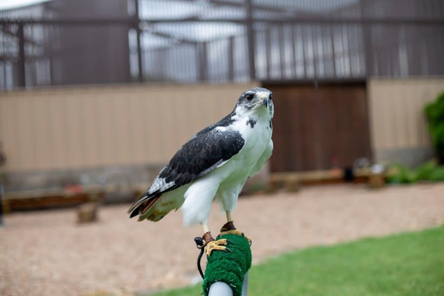 Birdist Rule #93: Understand How Different Raptors Are Built to Hunt Their  Prey