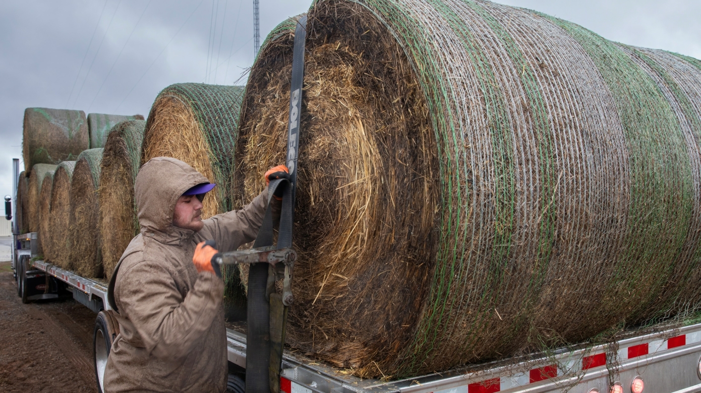 A person wearing a brown rain jacket straps bales of hay onto a flatbed trailer on a cloudy day.