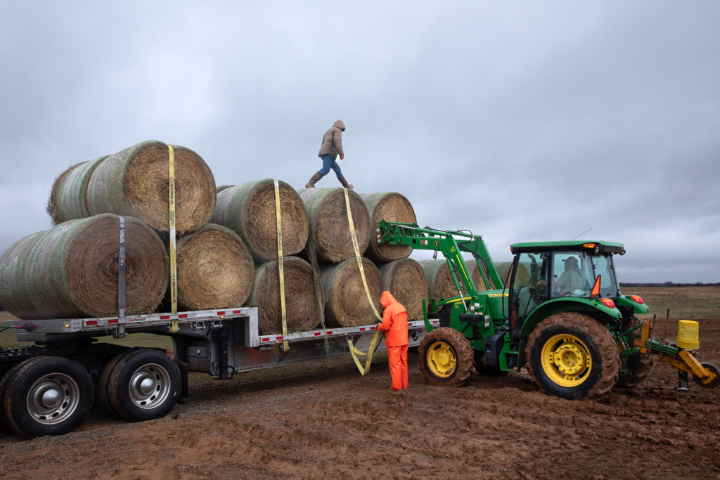 A green tractor loads bales of hay onto a flatbed trailer. A person in orange coveralls attaches the straps while another person in a brown rain coat walks across the top of the bales.